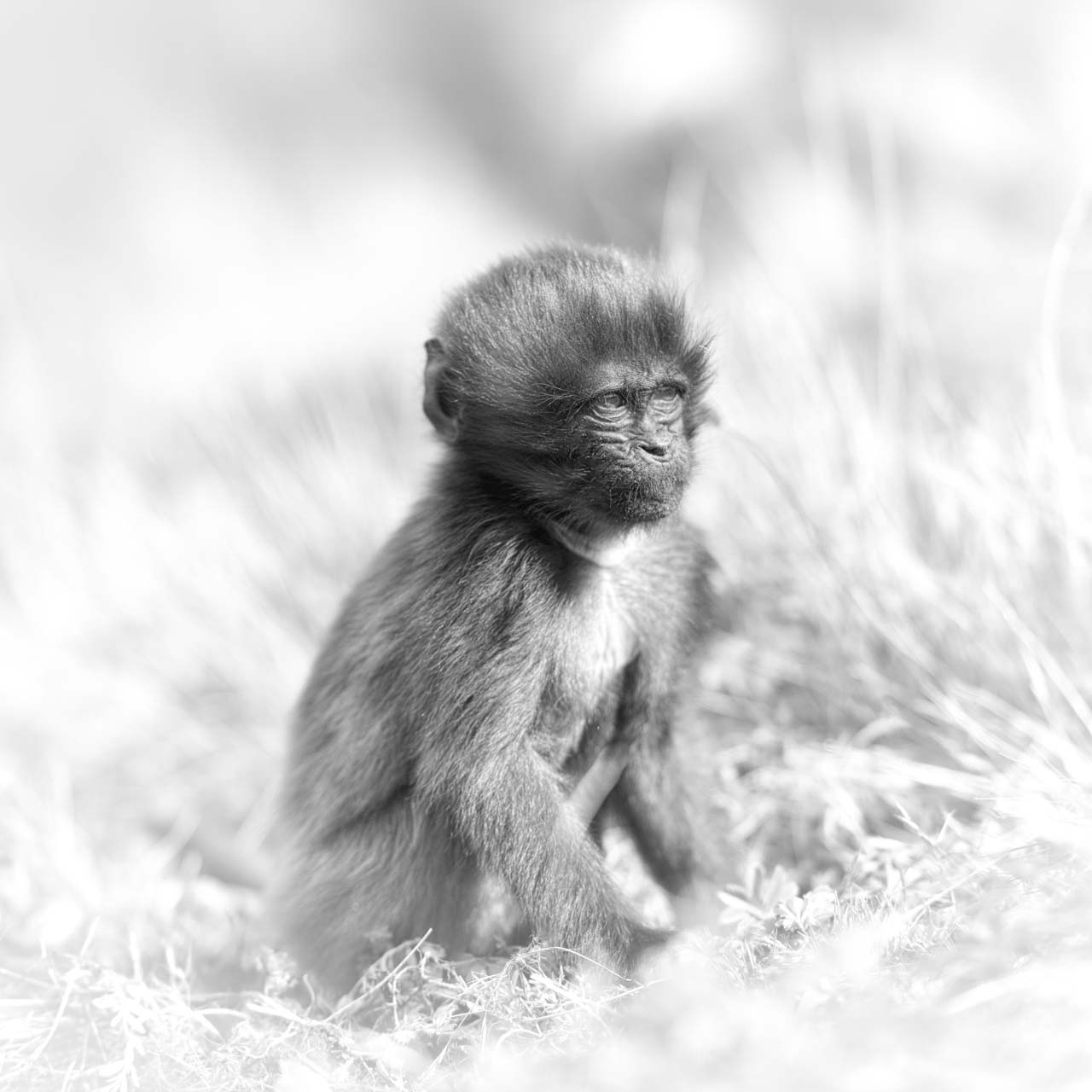 The subject of this artistic photograph of a young gelada is not essential. The consequences of the interpretation of this photo is the ultimate goal of this creation.